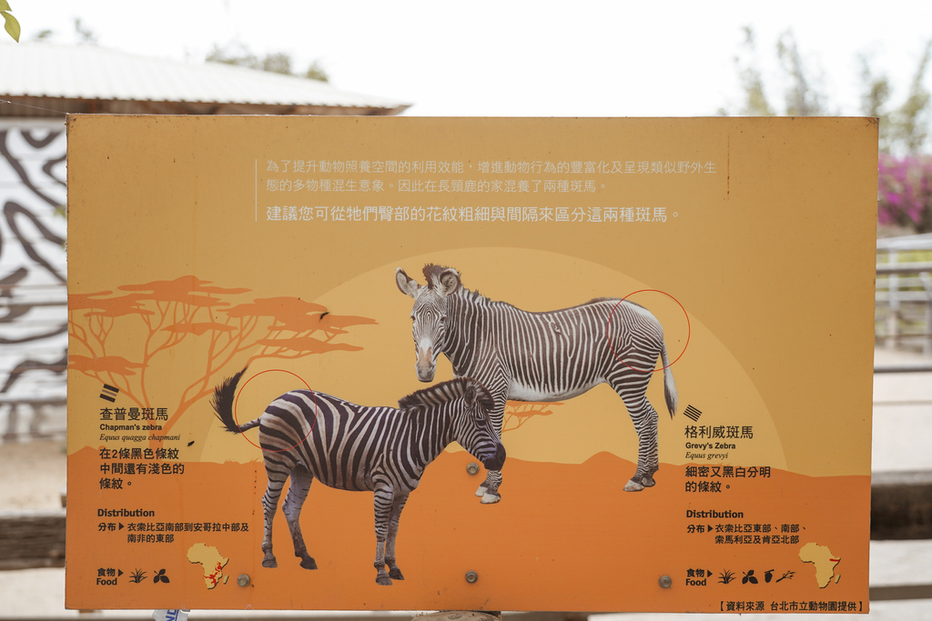 台南景點 頑皮世界 南台灣最大野生動物園 長頸鹿 藪貓 科摩多龍 還可以預約近距離互動南美水豚90.jpg