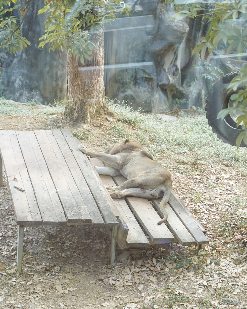 壽山動物園冒險去吧！全新壽山AR尋寶Go 解謎挑戰認識動物多更多３１.jpg