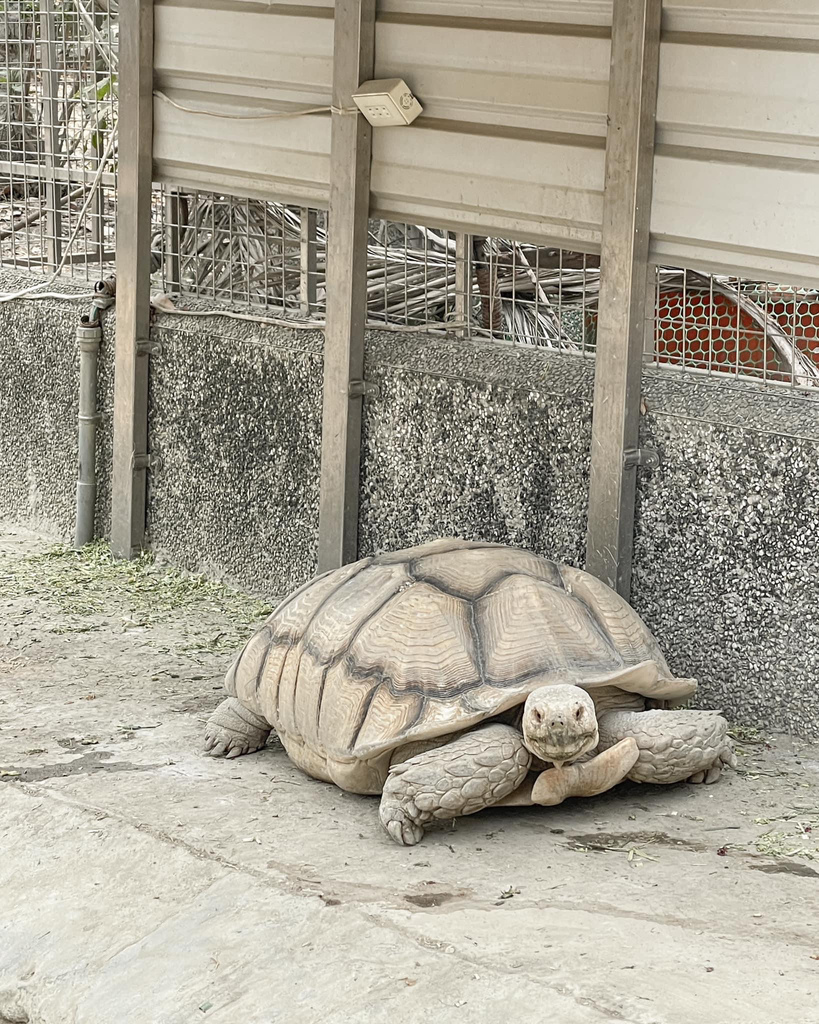 壽山動物園冒險去吧！全新壽山AR尋寶Go 解謎挑戰認識動物多更多３６.jpg