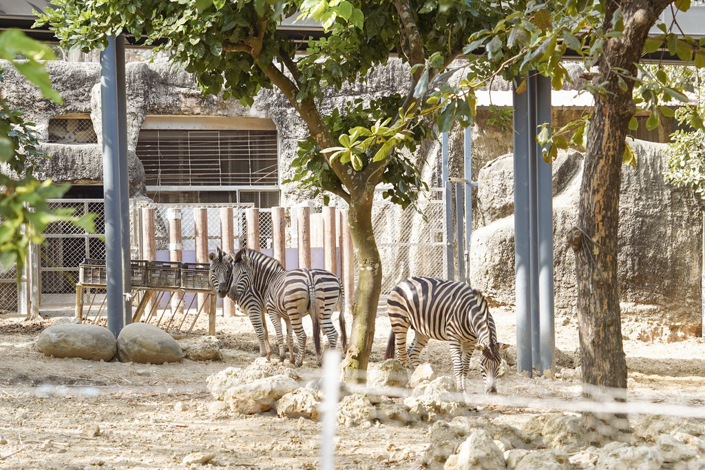 壽山動物園冒險去吧！全新壽山AR尋寶Go 解謎挑戰認識動物多更多２９.jpg