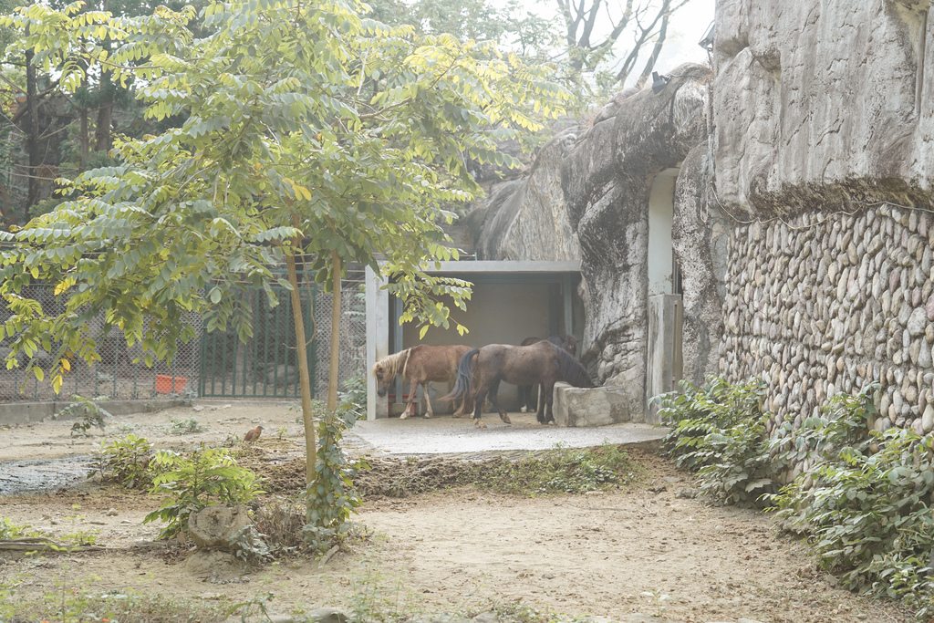 壽山動物園冒險去吧！全新壽山AR尋寶Go 解謎挑戰認識動物多更多３７.jpg