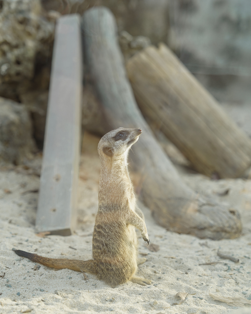 壽山動物園冒險去吧！全新壽山AR尋寶Go 解謎挑戰認識動物多更多４８.jpg