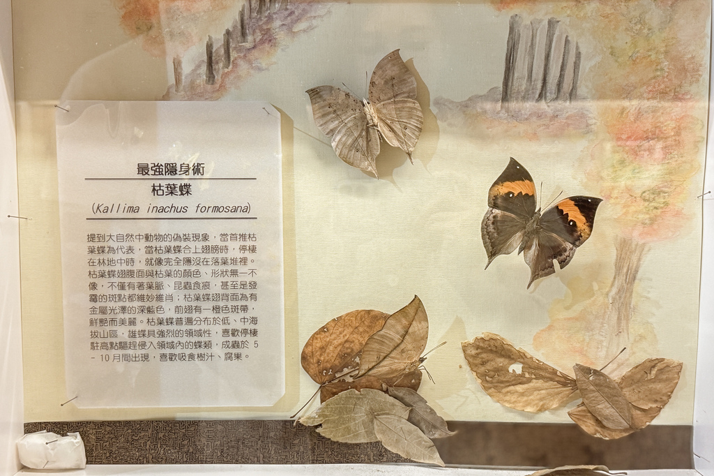 嘉義室內親子景點 嘉大昆蟲館 各式昆蟲標本 溫室蝴蝶園打卡必拍16.jpg