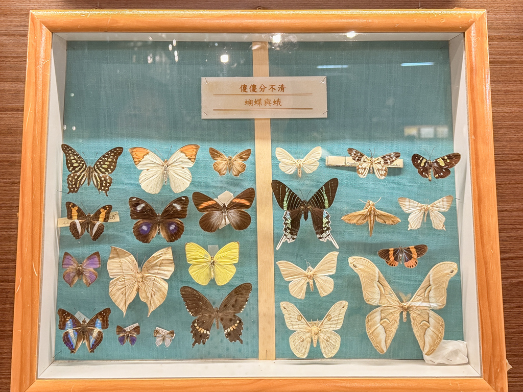 嘉義室內親子景點 嘉大昆蟲館 各式昆蟲標本 溫室蝴蝶園打卡必拍13.jpg