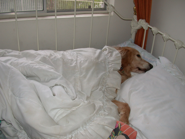 ChoCho Bed.jpg ChoCho Bed.jpg