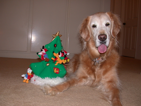 ChoCho Xmas1 ChoCho Xmas1