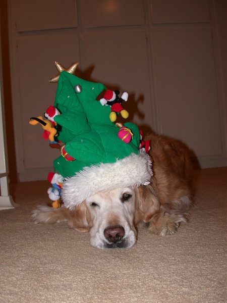 ChoCho Xmas2 ChoCho Xmas2