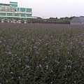 新屋花海