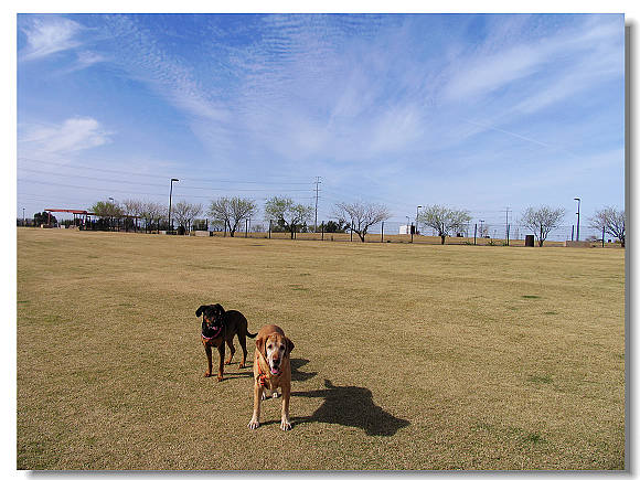 33110dogpark 01500.jpg