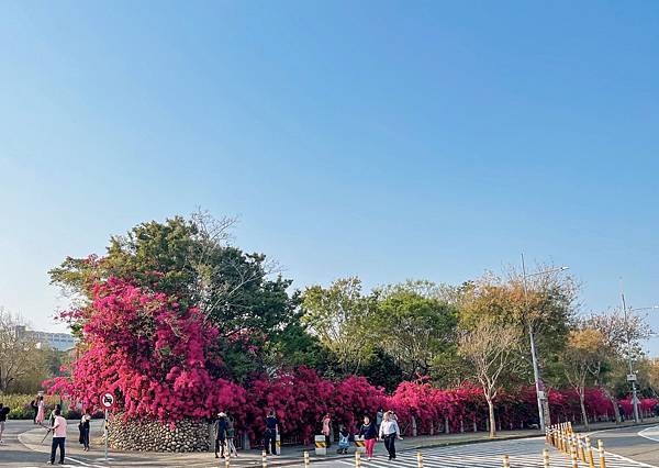 東大公園九重葛