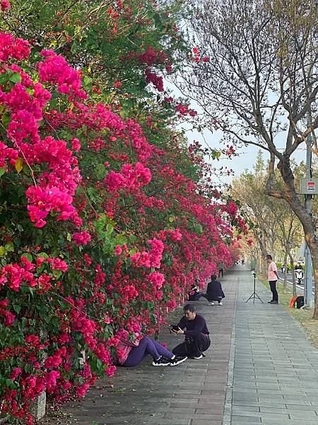 東大公園 九重葛