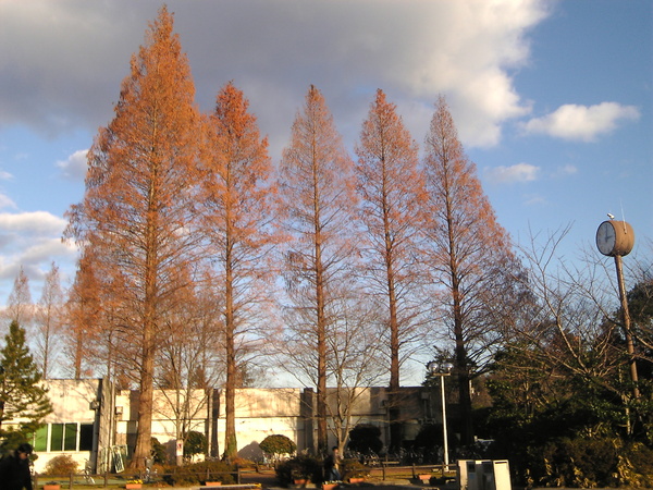 東北大學川內北校區