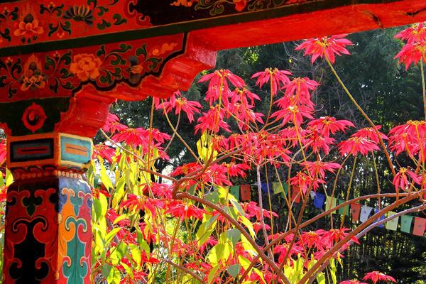 2. Norbulingka Insittute Dharamsala.jpg