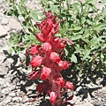 Snow Plant_000.jpg