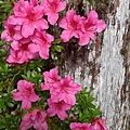 太平山莊   台灣杜鵑  20130610  Taiwan azalea .jpg