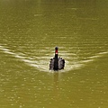 明湖 的黑天鵝  20130611   Black swan at Clear Lake.jpg