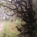 翠峰湖望洋山步道，台灣杜鵑 20130611  Taiwan azalea tree.jpg