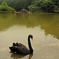  明湖 的黑天鵝  20130611   Black swan at Clear Lake.jpg