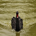  明湖 的黑天鵝  20130611   Black swan at Clear Lake_000.jpg