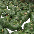 西湖花港觀魚 On a West Lake Island_000.jpg