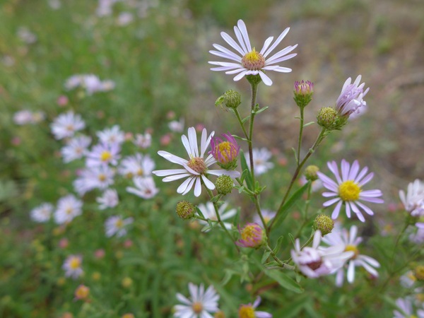 A18. Flower near Lake Alpine Lodge on Route 4.jpg