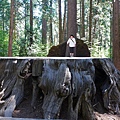 A24. Calaveras Big Trees Park.jpg