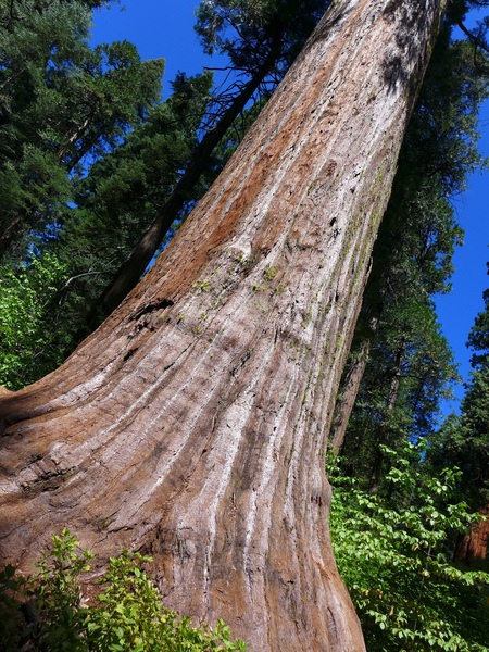 A26. Giant Sequoia in Calaveras Big Trees Park.jpg