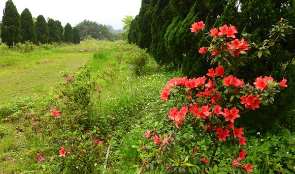 5. 20130418 azaleas edited.jpg