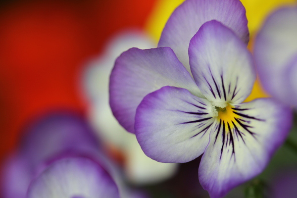 笑臉花  Smiling-faced Flower.jpg