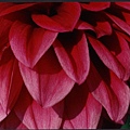 45 Dahlia 大理花.jpg