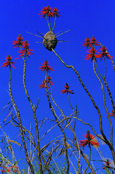 46 Ant Nest on Coral Tree 莿桐蟻窩.jpg