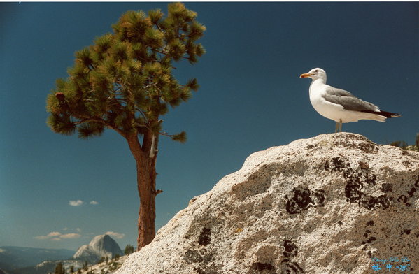 05 Yosemite Seagull 高山海鷗.jpg