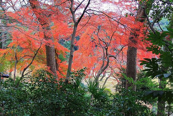 小石川公園