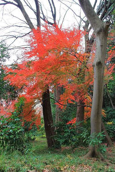 小石川公園