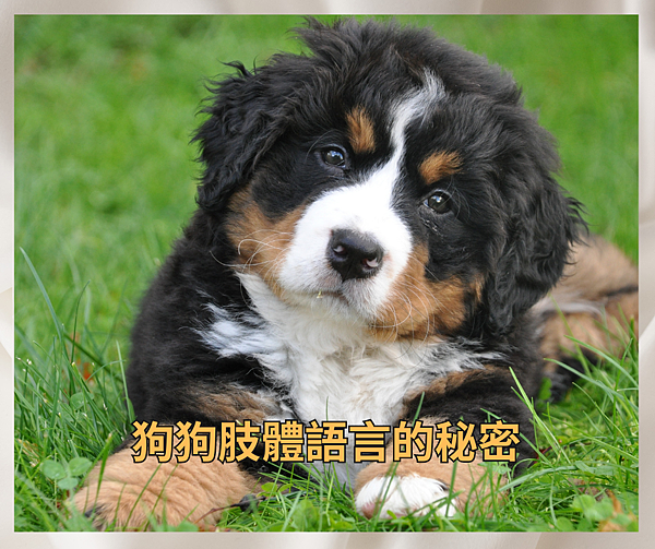 狗狗【肢體語言】的秘密-寵物｜狗狗｜肢體語言｜