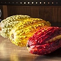 可可果莢 Cacao pods