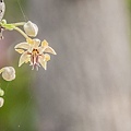 可可花 Cacao flower 