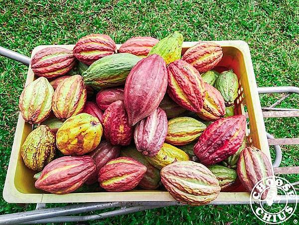 無農藥自然農法的台灣可可 無農藥自然農法的台灣可可