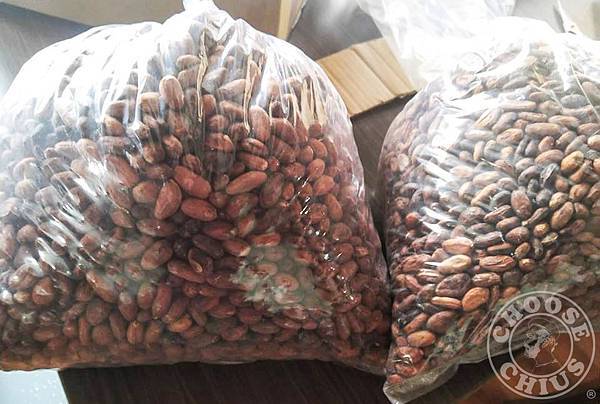 出國坐飛機的台灣可可豆 出國坐飛機的台灣可可豆