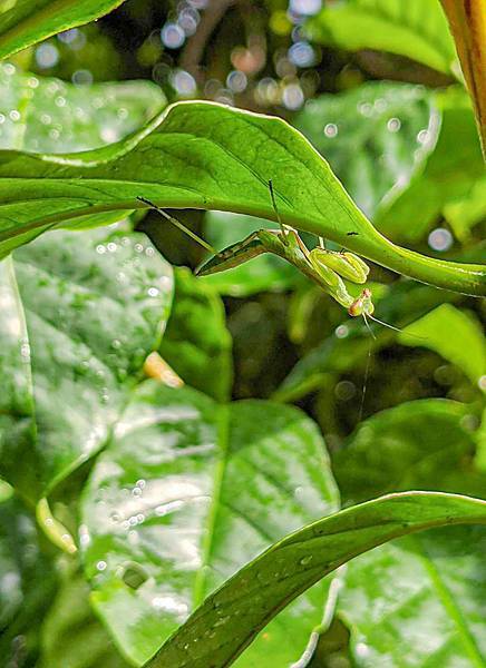 自然農法 自然農法