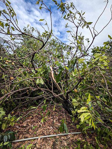 山陀兒颱風 1 山陀兒颱風 1