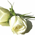 rose_white_01.jpg