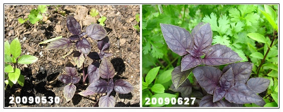 purplebasil01.jpg