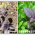 purplebasil01.jpg