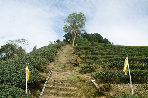 43梨子腳山之旅.JPG