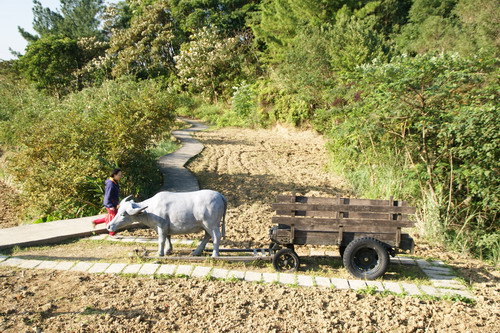 25貓空搭纜車遊樟樹樟湖步道.JPG