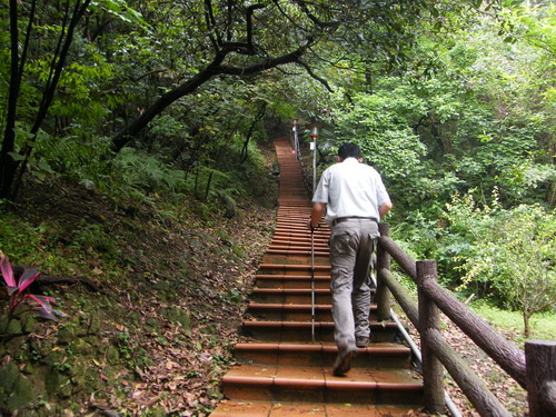 07鶯歌石步道賞桐.JPG