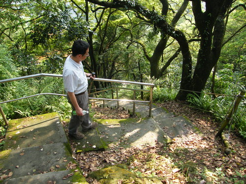 33鶯歌石步道賞桐.JPG