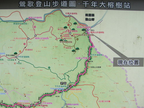 32鶯歌步道縱走千年榕樹百年樟樹.jpg