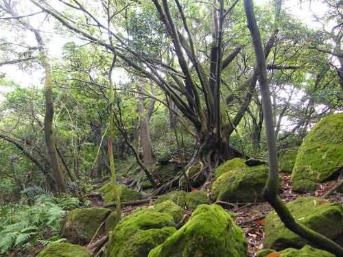 05大湖山福源山妙音步道